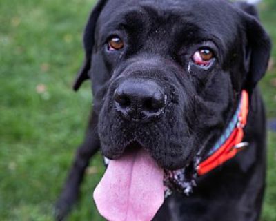 Tony Bologna - Cane Corso/Mastiff Mix Male Dog for Adoption