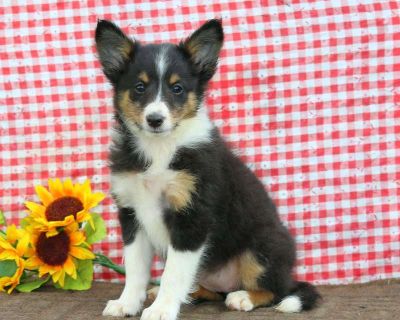 Betsy - 8 Weeks Female Sheltie Puppy for Sale