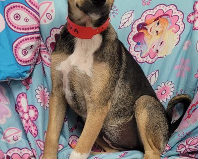 Ada - German Shepherd Dog & Jack Russell Terrier Mix Female Puppy for Adoption