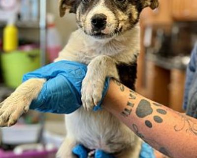 Ripp - Collie/Cattle Dog Mix Male Puppy for Adoption