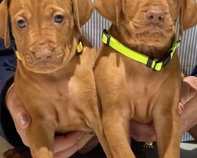 Vizsla best sale puppies craigslist