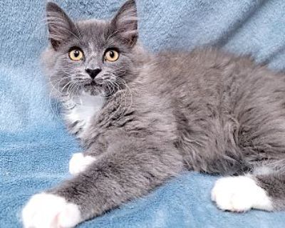 Sully - Domestic Longhair Male Kitten for Adoption