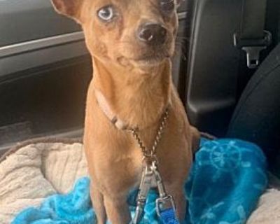 Bambi - Miniature Pinscher Female Dog for Adoption