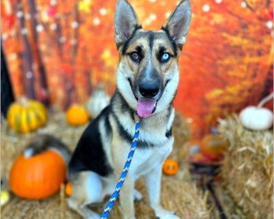 HI! My Name Is Romero Pet ID: #A751909 Intake Date: 11/02/2025 Gender: Male Age: 10 Months Old Breed: German Shepherd Siberian Husky Mix Found At: 300 Grand Ave, Long Beach, CA 90814 If you or someone you know can help please contact the shelter at 562.570.3080 or [email protected] Location: Long Beach Animal Care Services Address: 7700 East Spring St. Long Beach, CA 90815 Email: [email protect...