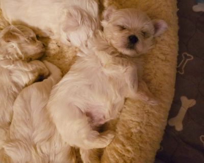 3 Male Maltese Puppies for Sale