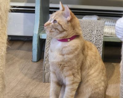 Koby and Caramel, brother and sister, arrived at Safe Haven in August when a new property owner discovered he not only bought a house, he also inherited 5 orange cats who needed to depend upon him for their food. The previous owner had clearly been feeding them for a long time. The new property owner did not feel he could care for them. Once they were humanely trapped and rescued, Koby and Cara...