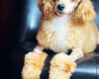 Toy Poodle male