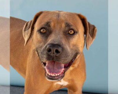 Adult * Location Pasadena, CA, 91706 USA USA *. Dog Breed: Pit Bull Terrier / Boxer / Mixed (short coat). A5734620 Dave is a happy, energetic boy who still has that fun puppy enthusiasm despite being four years old! He loves to play, explore, and especially enjoys cuddling up with his favorite people once he s had some playtime. This handsome guy is treat-motivated and eager to please a great c...