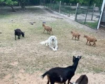 Nemo - Great Pyrenees Male Dog for Adoption