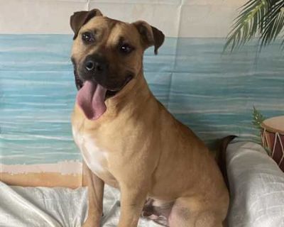 Tank - Black Mouth Cur/Boxer Mix Male Dog for Adoption
