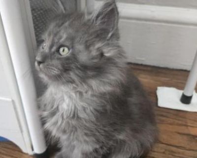 Nya - Maine Coon Female Kitten For Sale