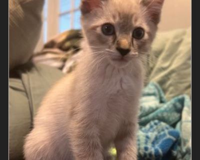 Ashton - Male Kitten Siamese / Domestic Cat for Adoption