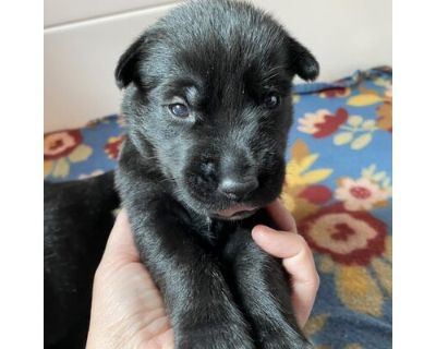 Clementine - Labrador Retriever/German Shepherd Dog Mix Female Puppy for Adoption