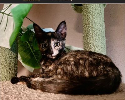 Lydia showed up with her mom in the shed behind my workplace this summer. I brought them home with me on 7/20/25 in order to get them ready to be adopted. She is smart, adventurous, clever, brave, curious, affectionate, and playful. She loves every toy she sees. She often stands on her back legs and reaches out for toys with her front legs. She also loves climbing cat trees and sleeping in hamm...