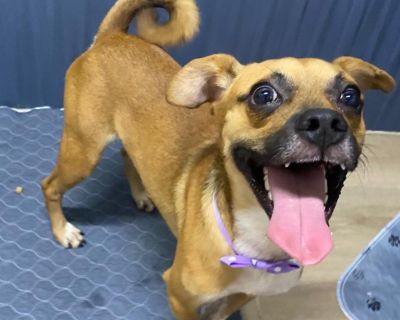 Meet Gus! This sweet and spunky guy is ready to bring joy and playfulness into any home! Gus is friendly with all, and craves a loving home to call his own. Adopt Gus!. Health Vaccinations up to date.. Young Male Medium