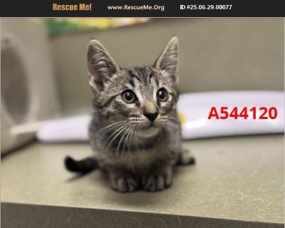 Urgent on July 2nd - Male Kitten Domestic Cat for Adoption