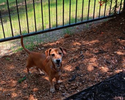 Slinky - Dachshund Male Dog for Adoption