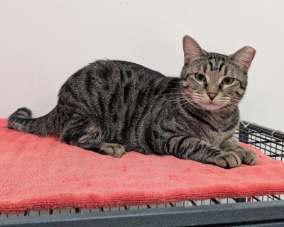 Meet Sammy: Your Perfect Snuggle Buddy! Sammy is an adorable tabby kitten who is ready to bring endless joy and love into your home. This little cutie has a heart as big as his playful spirit and is always eager to make new friends. Sammy gets along wonderfully with both cats and dogs, and he's perfectly content snuggling up with his furry friends and people alike. Whether it's playtime or cudd...