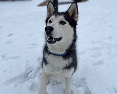 Logan - Siberian Husky Male Dog for Adoption