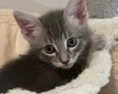 Mango - Domestic Shorthair Female Kitten for Adoption