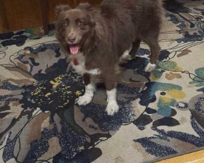 Cooper - Australian Shepherd Male Dog for Adoption