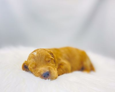 DOB: 10/30/2025 (2 weeks). Adult weight: 25-40lbs. Vaccinations: Current on all vaccines. Color: Red and White. I am just a tiny baby and would love to join your family soon! Of course, you can t see how cute and curly I will be when I get older, so the Dog Club will send updated photos when I am about 6 to 7 weeks old, if you choose to adopt me. Infant puppy deposits are refundable or transfer...