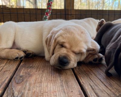 AKC Labrador Puppies