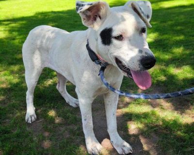 Jersey - Hound Mix Female Puppy for Adoption