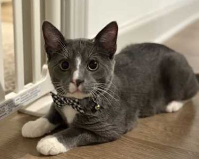 We found Winston as a young kitten and he was very malnourished and sick in July 2025. We got him cleared up from his fleas and worms, and got him back up to his ideal weight! The vet has given him a clean bill of health. He recently underwent neuter surgery and microchip placement. The vet thinks he is about 6-7 months old (Sept). He is super sweet and playful and has been a wonderful kitten. ...