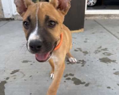 No Name - Boxer Female Puppy for Adoption