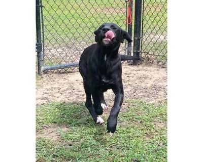 Violet - Labrador Retriever/Mixed Breed (Medium) Mix Female Puppy for Adoption