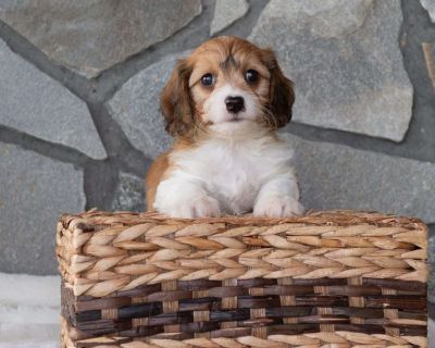 Muffin - 7 Weeks Male Cavachon Puppy for Sale