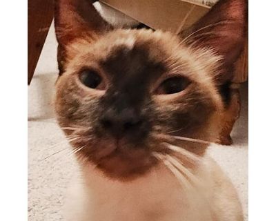 Nugget - Siamese Female Cat for Adoption