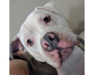 Charlie - American Bulldog Male Dog for Adoption