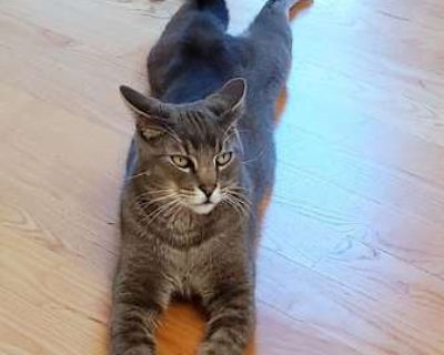 Ollie is a big (15-pounds!) affectionate, playful boy who loves both playtime and cuddle time just as long as he s with his people. He enjoys chasing toys, lounging on the couch, and climbing high places, so you ll want to keep an eye on your shelves!. Not good with dogs Purebred Spayed / Neutered Housetrained. Breed Domestic Shorthair Color Gray, Blue or Silver Tabby Age Adult Sex Male Pet ID ...