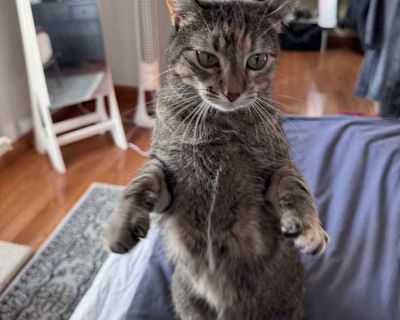 Adult. Brown tabby. Hair: short