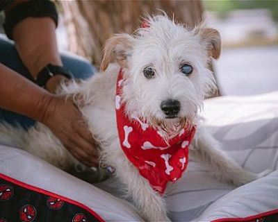 Copito - Westie, West Highland White Terrier Male Dog for Adoption