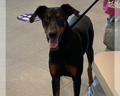 EDDIE - Doberman Pinscher Male Puppy for Adoption