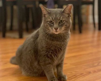 Graysie - Domestic Shorthair Female Cat for Adoption