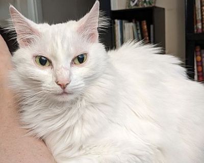 Piper - Domestic Longhair Female Cat for Adoption