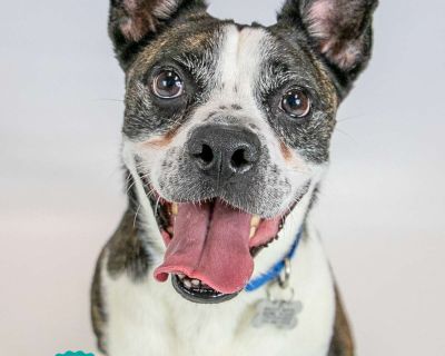 Cosmo - Boston Terrier & Border Collie Mix Male Dog for Adoption