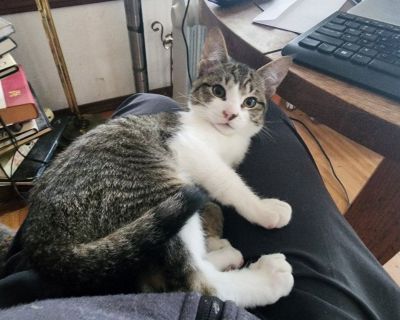 Nice male kitten really wants attention