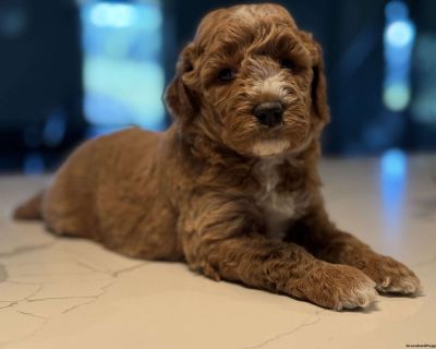 Clair is a curly-haired little sweetheart with beautiful white markings that make her truly stand out. She has a gentle, loving personality and a playful curiosity that brings joy to everyone around her. Despite her small size, Clair s charm and affectionate nature shine through, making her an irresistible little companion.. Gender: Female Sire: Mavrick Dam: Curry DOB: September 4th, 2025 Age: ...