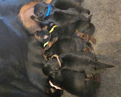 2 Female Rottweiler Puppies for Sale