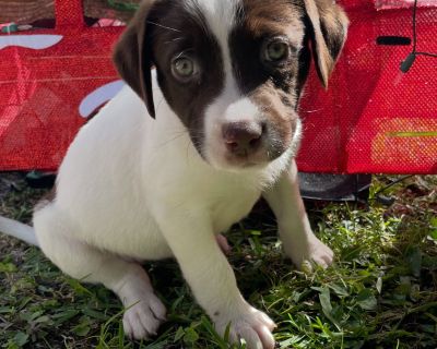 You can fill out an adoption application online on our official website. {s1550code1114/} {s1550code1111/} {s1550code1113/}. Puppy Female Medium