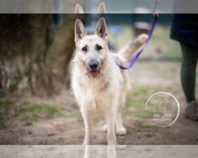 Gigi the Glamorous - German Shepherd Dog-Unknown Mix Female Young