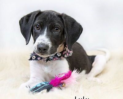 Lulu - English Pointer Female Puppy for Adoption