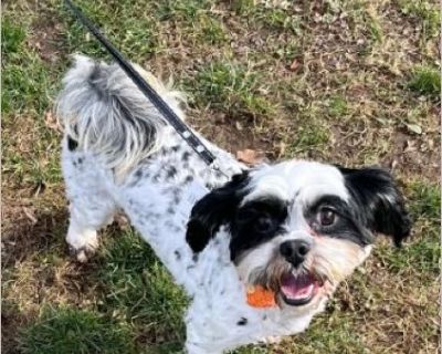 Nice to meet ya! I'm Callie - a 1-year-old, 13-pound Shih Tzu with big eyes, soft fur, and an extra-adorable face that pretty much does all the talking for me. I came from a hoarding situation, so a lot of things in the world are still pretty new and a little overwhelming. Because of that, I can be a bit nervous at first when I meet new people or go new places, but once I see you are kind to me...