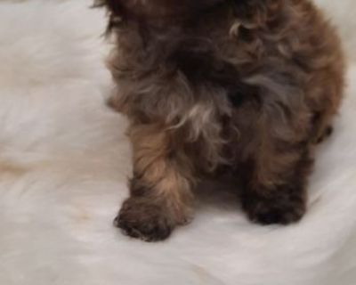 Shihtzu pups