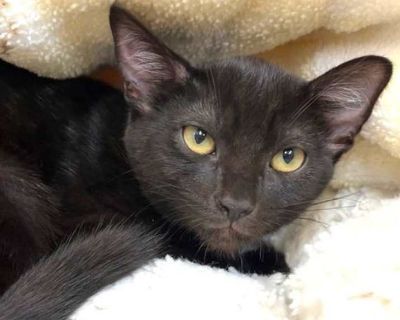 Child. Black (all). Hair: short. Hi I m Tinsel. My three sibs and I were rescued from a backyard when we were about five weeks old. We came to SBACC and then went to a foster home. We were very scared and weren t in the best of health. We had goopy eyes, were all congested, and were discovered to have intestinal parasites. So we all needed lots of medicine to get better. It took a while, but we...